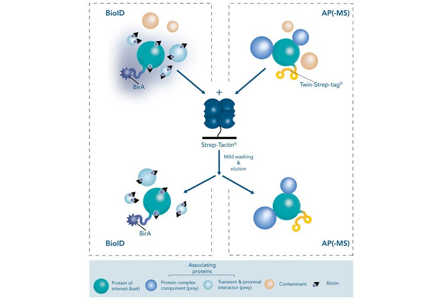 17399_bio_id Try our new high affinity Strep-tagĀ® system